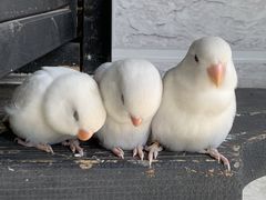 -吉丁鸟咖·异宠·寄养
