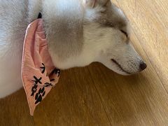 -Husky Go! 哈士奇体验馆·宠物咖啡厅狗咖