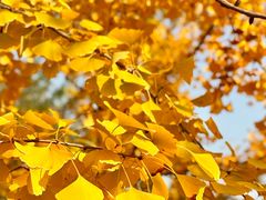 -汉长安城未央宫国家考古遗址公园