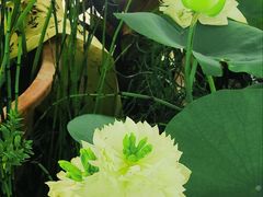 -上海植物园-4号门售票处