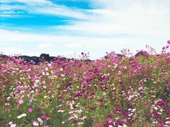 -莲花山花海