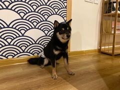 -柴犬小屋·柴餐厅·狗咖食堂(金鼎广场店)