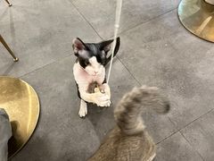 -飞行喵MR PILOT|猫舍·猫咖(静安大融城店)