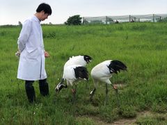 -盐城丹顶鹤湿地生态旅游区