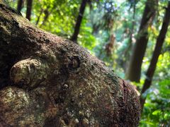 -杭州半山国家森林公园