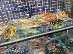 -庆余生平价生猛海鲜(海棠湾林旺夜市店)