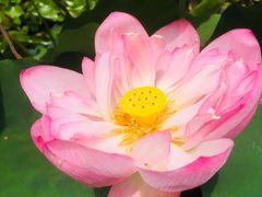 -陈家山荷花公园