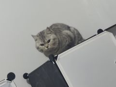 -瑞派雷欧宠物医院·中兽医·眼科·急重症转诊中心(黄台店)