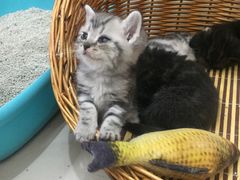 -鼓捣猫呢主题猫咖店