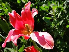 -北京国际鲜花港