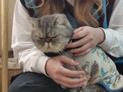 -楼上猫咖(罗湖店)
