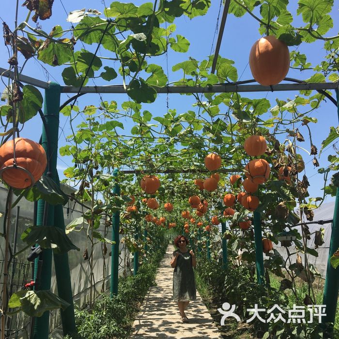 马陆葡萄主题公园图片-北京采摘/农家乐-大众点评网