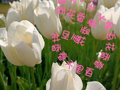 -大宁公园