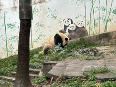 -中国大熊猫保护研究中心雅安碧峰峡基地