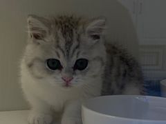 -小猫来了·猫舍(红山六九七九店)