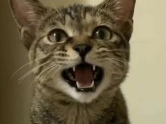 -美联众合动物医院(·中兽医·疑难杂症·严家桥分院)