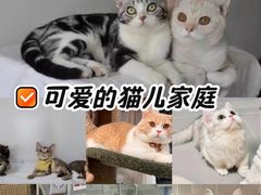 -Bastet sally猫舍购宠(静安店)