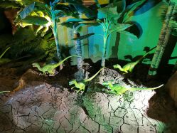 -恐龙探索乐园(磁器口店)