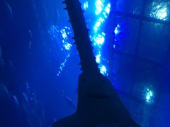 -迪拜水族馆及水下动物园