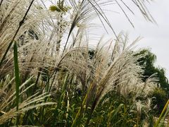 -梁鸿国家湿地公园
