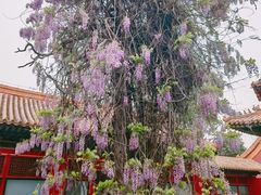 -故宫博物院(故宫)