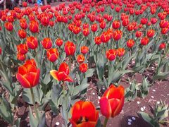 -长春公园(普阳街道)