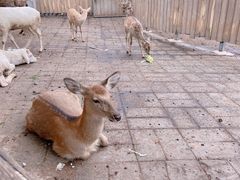 -北京鹿世界主题园