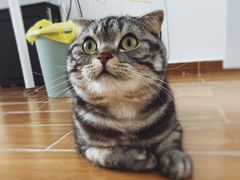-瑞鹏宠物医院·骨科·猫科·内科(第一中心)