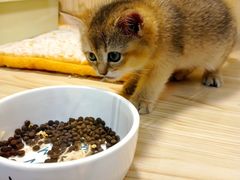 -屋虎猫馆(宝安大仟里店)