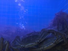 -蟹状元大闸蟹·年货·粽子(成都成华店)