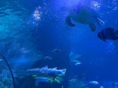 -太平洋海底世界