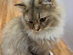 -COLOR PETS 撸猫馆·购猫·猫咖(长风大悦城店)