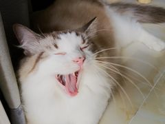 -联合动物医院(光谷诊疗中心)