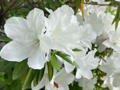 -上海滨江森林公园