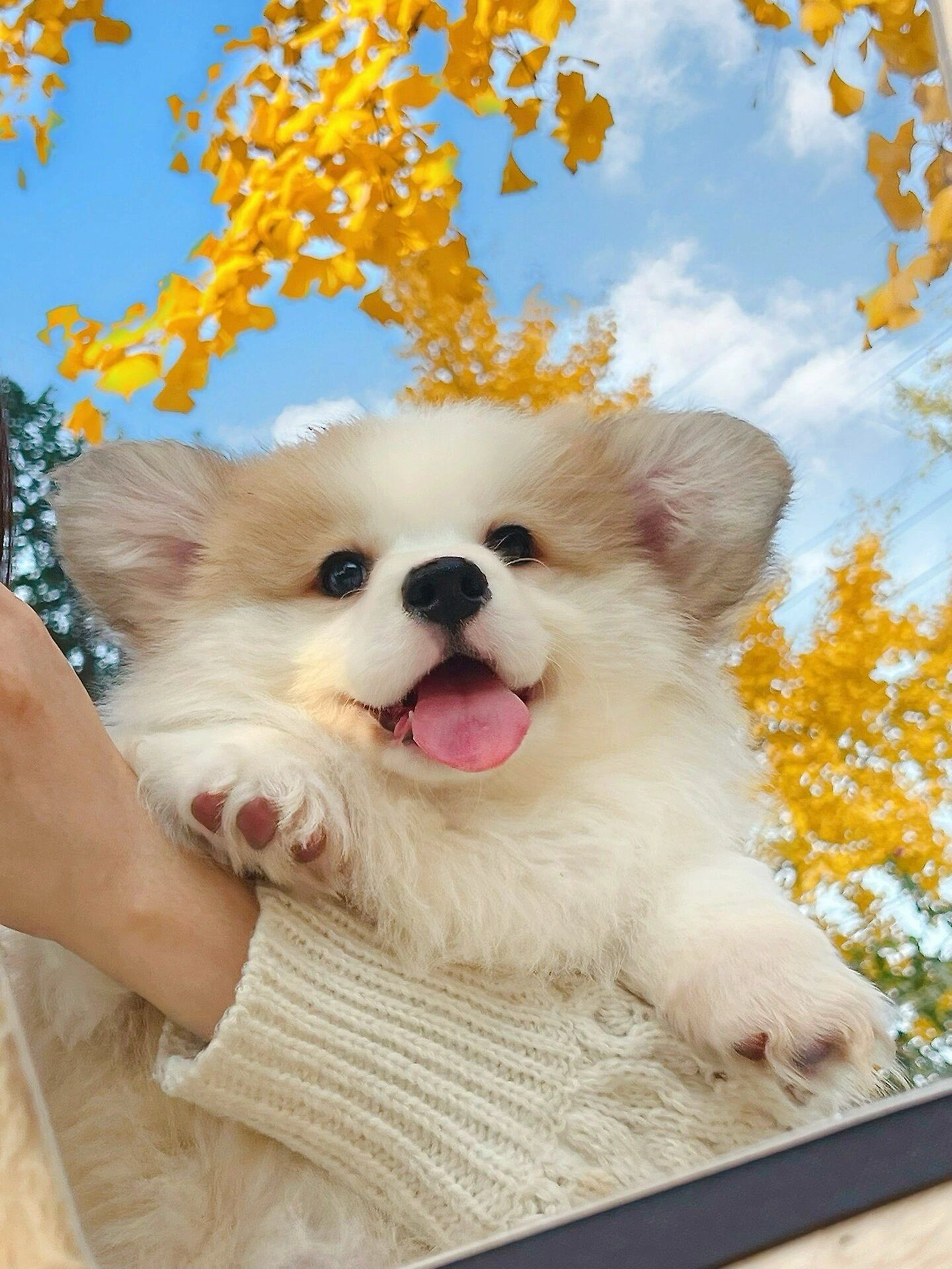 小狗
有小狗的冬天 心愿都实现🍂#宠物 #我家宠物的最萌瞬间