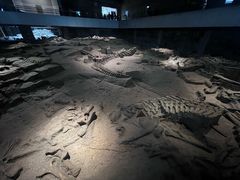 -自贡恐龙博物馆