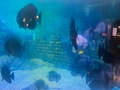 -烟台海昌鲸鲨海洋公园