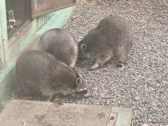 -秦皇岛野生动物园
