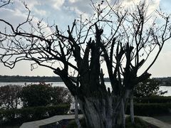 -上海海湾国家森林公园