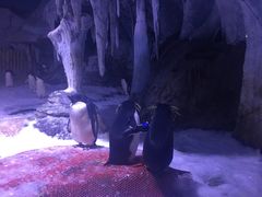 -海合安武汉极地海洋公园