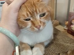 -爱侣·安琦尔宠物医院·中兽医针灸·心内科·狂犬免疫点(宝山区院)