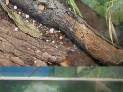 -上海大自然野生昆虫馆