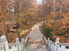 -上海海湾国家森林公园