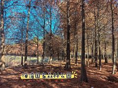 -上海海湾国家森林公园