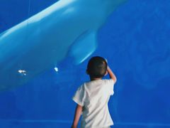 -芜湖新华联大白鲸海洋公园