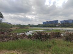 -华侨城湿地公园