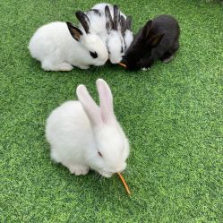 -萌宠亲子动物乐园(槐房万达店)