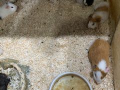 -上海大自然野生昆虫馆(东方明珠·爬宠昆虫探索中心)