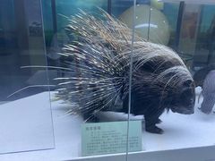 -国家自然博物馆