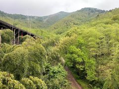 -大唐贡茶院